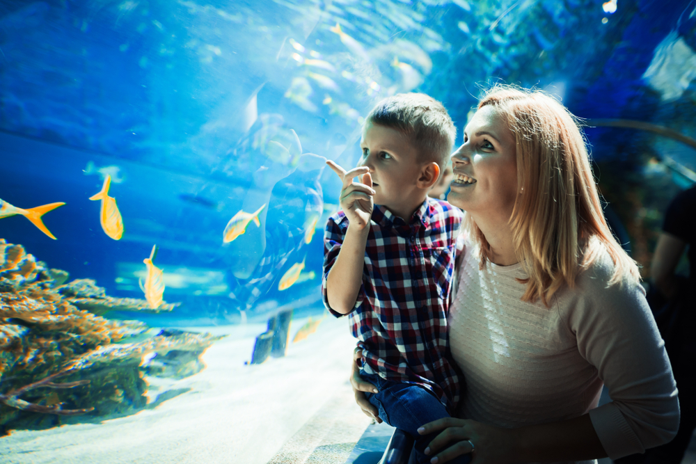 Essential Tips for Families Visiting SeaWorld San Diego