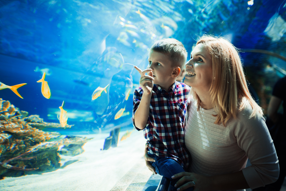 Essential Tips for Families Visiting SeaWorld San Diego