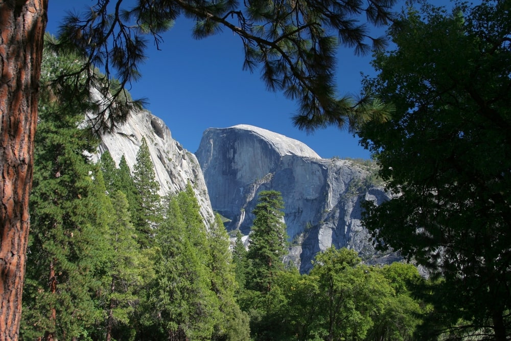 A Beginners Guide to California’s National Forests