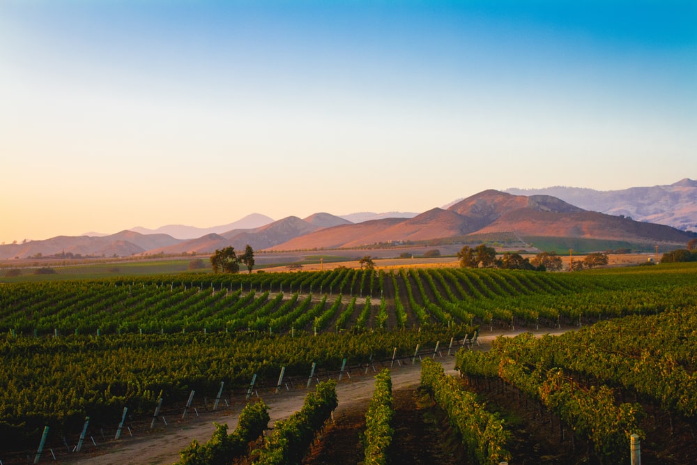 Drinking In The Santa Ynez Vineyards